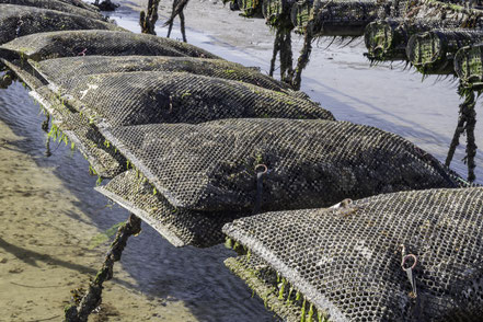 Bild: Austernbänke in Gouville-sur-Mer