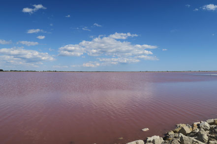 Bild: in den Salinen von Aigues-Mortes