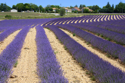 Bild: Lavendelroute zwei unterschiedliche Sorten Lavendel