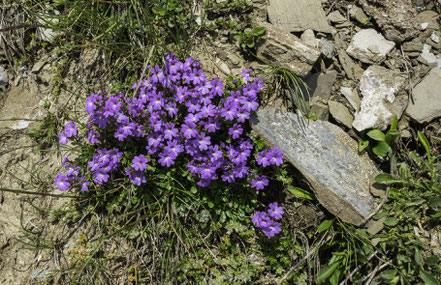 Bild: Auf der Fahrt zum Pic du Midi de Bigorre, hier Flora 