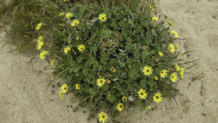 Bild: Flora an der Praia de Mira in Portugal 