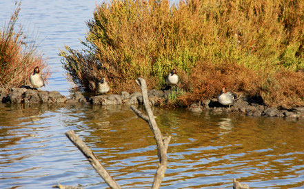 Bild: Parc ornithologique de Pont-de-Gau