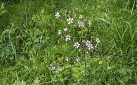 Bild: Auf der Fahrt zum Pic du Midi de Bigorre, hier Flora