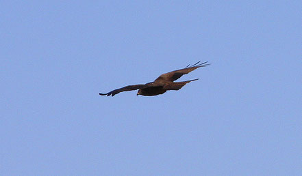 Bild: Fahrt mit der TIKI III bei Saintes-Maries-de-la-Mer, Camargue 