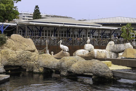 Bild: Pelikane im L´Oceanogràfic in Valencia