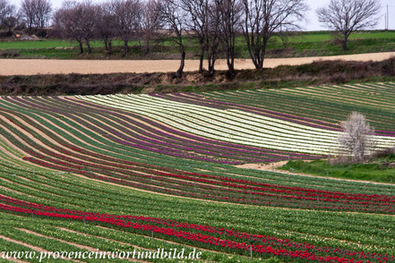 Bild: Tulpenfelder nahe der Ortschaft Lurs