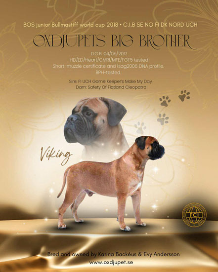ch. Oxdjupets Big Brother 'Viking'