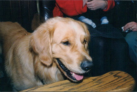 Tano, 1990-1998, Golden Retriever