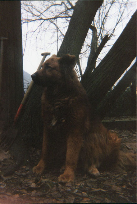 Wanja,1981-1990, Berner Sennenhund-Colli/Dt.Schäferhundmix