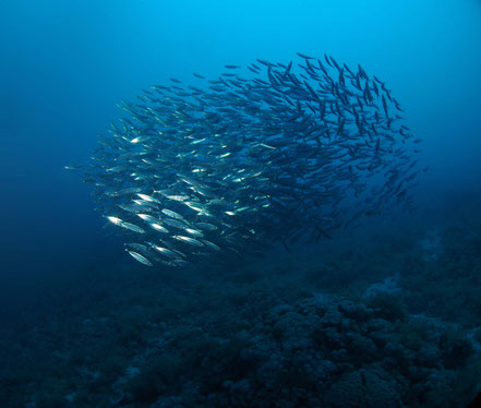 Fischschwarm im Roten Meer