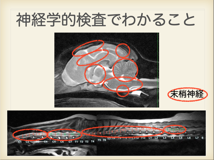 神経学的検査でわかる事　レントゲン写真