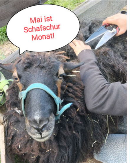 Es gibt zur Zeit das Angebot der Schafschur für Kinder zu mitmachen und zu gucken auf dem Hof