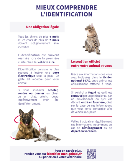 Proteger Son Chat Site De Chats Du Coeur Brestois