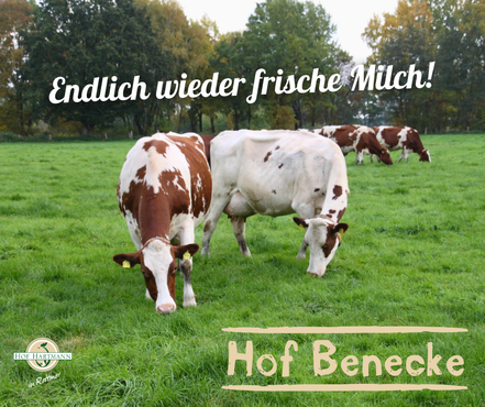 weidende Milchkühe auf dem Hof Benecke in Scharmbeck (bei Winsen Luhe)
