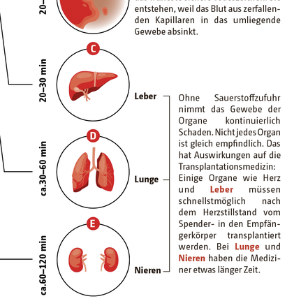 Illustrationen der Organe © Michael Stünzi