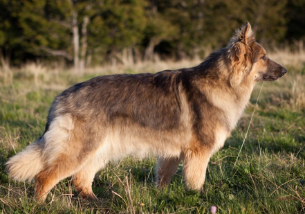 Berger Allemand Ancien Type Bleu