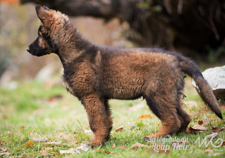 Berger Allemand Bleu Sable