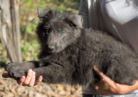 Marley de la légende du loup noir