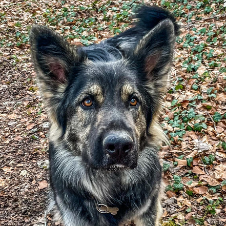 Popsie de la Légende du Loup Noir