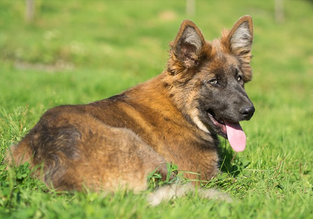 Berger Allemand Ancien Type Bleu
