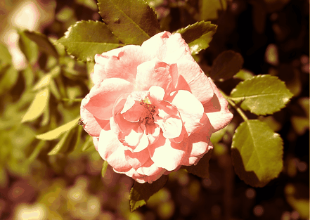 Nahaufnahme Rose im Rosengarten in Welschbach