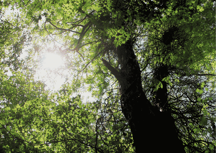 Sonnenlicht bricht durch ein dichtes, grünes Blätterdach - Treffpunkt-Saarland