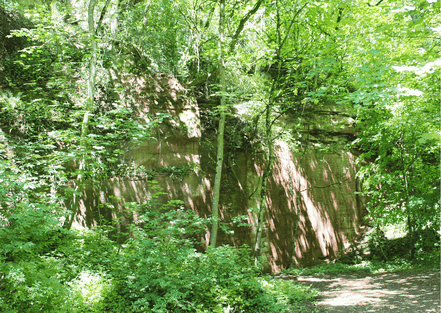  Schmaler Waldpfad umgeben von Farnen und Bäumen - Treffpunkt-Saarland