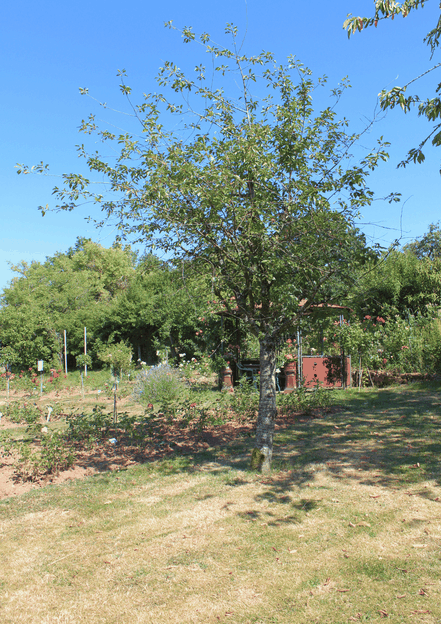 Schöner Anblick im Rosengarten Welschbach, ein Laubbaum auf der Wiese