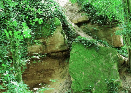Erodierter Sandsteinfels im Wald mit Kletterpflanzen - Treffpunkt-Saarland