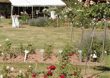 Der gemütliche Park lädt zum Verweilen ein, inmitten von Rosenstöcken und Rosenbeeten