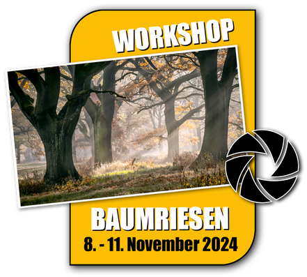 Link zum Fotoworkshop Baumriesen im Auenwald
