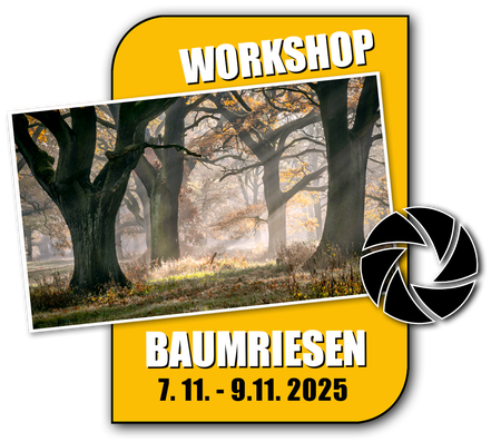 Link zur Fotoreise Baumriesen im Auenwald
