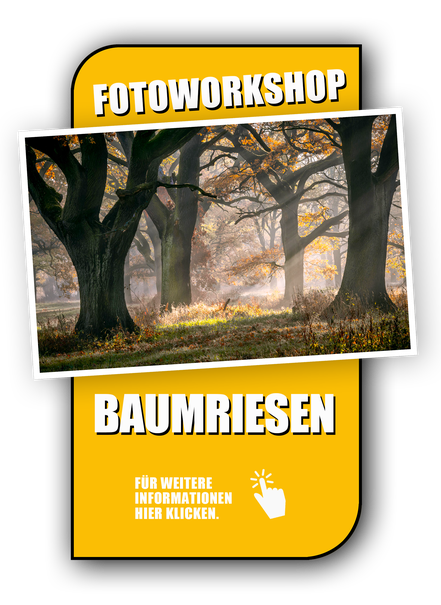 Link zum Fotoworkshop Baumriesen im Auenwald