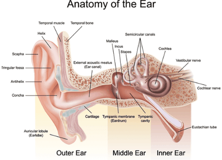 ear anatomy diagram