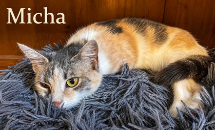 MICHA, un an