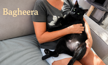 BAGHEERA, 5 ans, chat chien, pot de colle