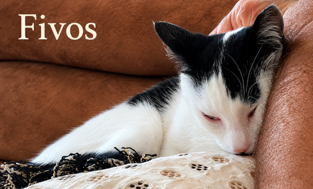 FIVOS, 8 mois, ok chats, besoin jardin