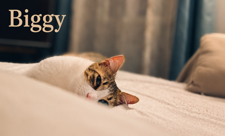 BIGGY, 3 ans, sans autres animaux, avec jardin