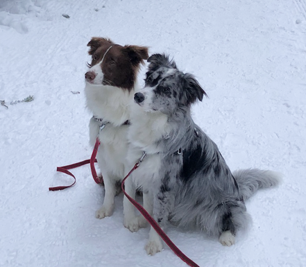 Yamila (blackmerle) + Zahai (chocolate) - beides Rainbow Kinder