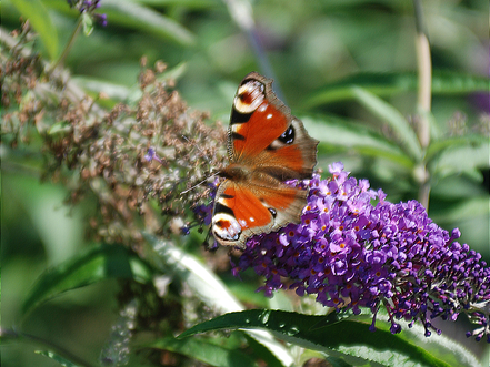MAG Lifestyle Magazin Tierfoto Tierfotos Bilder Fotos Tiere Schmetterling Schmetterlinge
