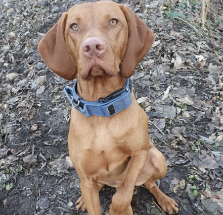 Vizsla Zuchtrüde