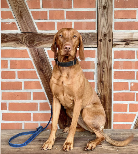 Vizsla Welpen 2024/2025