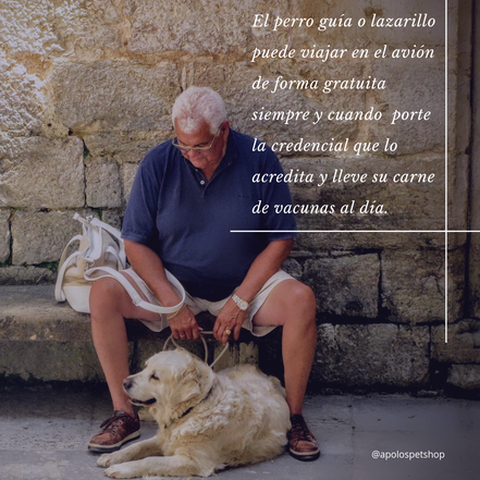 viajando en avión con un perro guía o lazarillo