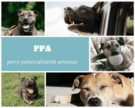 Ptibull, una raza potencialmente amorosa
