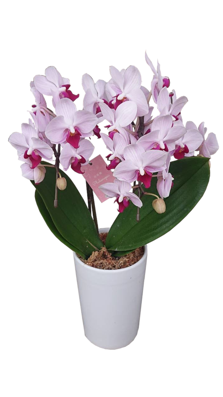 胡蝶蘭　鉢植え