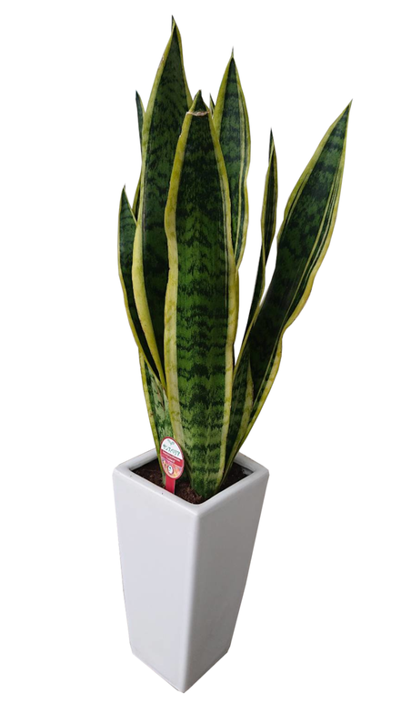 サンスベリア　鉢植え