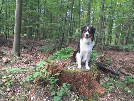 Diesel beim Antijagdtraining an der Schleppleine