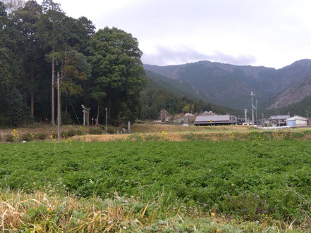 田んぼに植えられたレンゲソウ