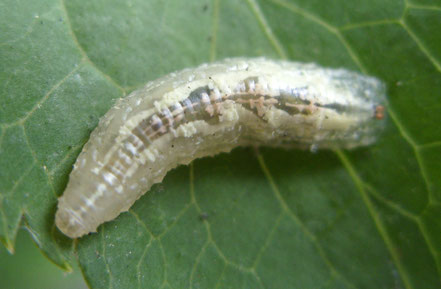 Hover fly larva