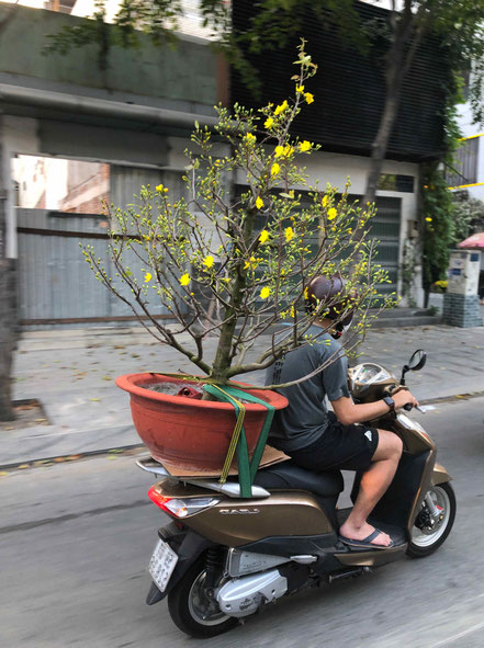 Vietnam-TET-Neujahrsfest-Vorbereitung-Saigon-Moped-tansportiert-Baum in Topf-Helm-kurze Hosen-Badeschlappen-Urlaub ueber TET in Vietnam
